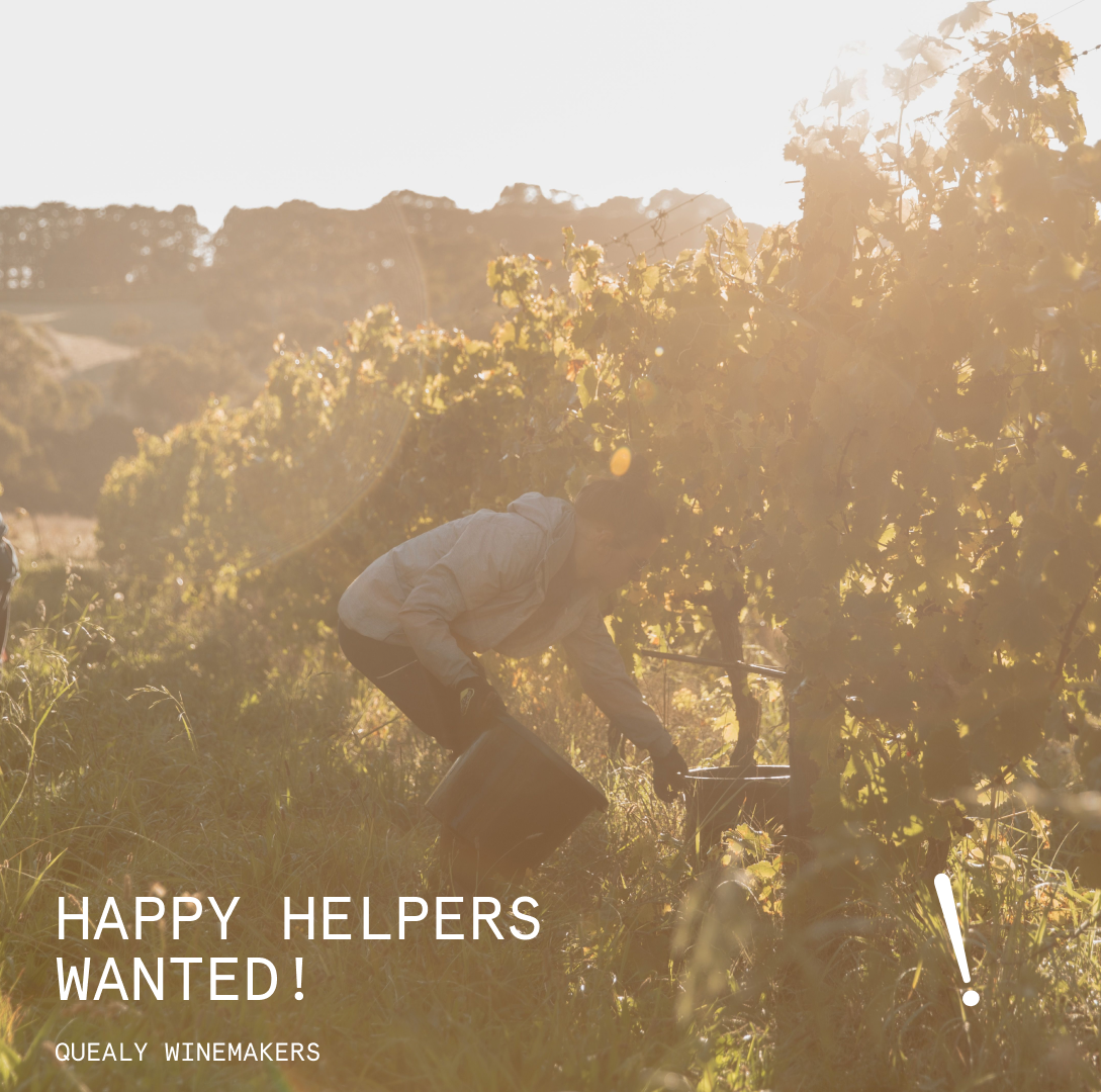 We are looking for casual staff to help across a range of areas @ Quealy Winemakers